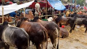 এবার পশুর দাম সহনীয় থাকার সম্ভাবনা