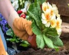 উপন্যাস:“মালি”