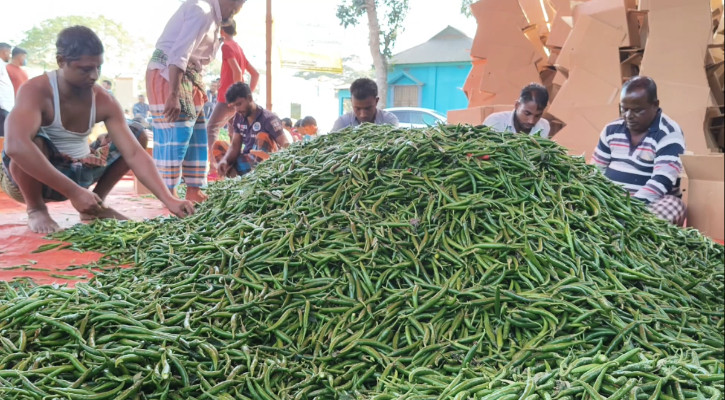 বিদেশে রপ্তানি হচ্ছে জামালপুরের কাঁচা মরিচ
